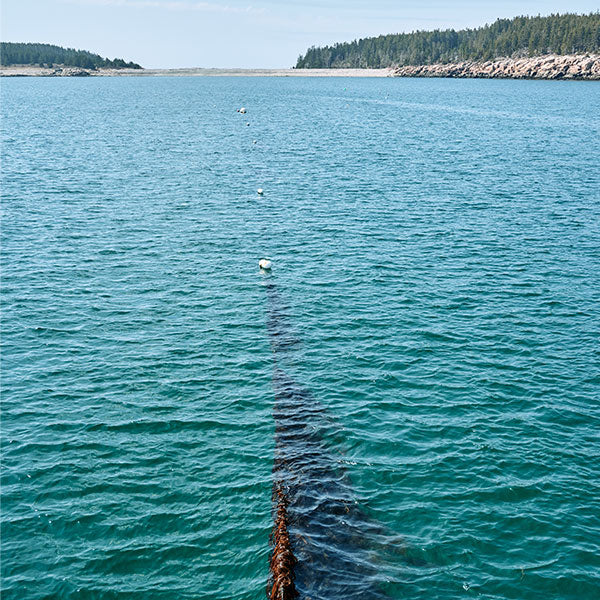 Ocean's Balance